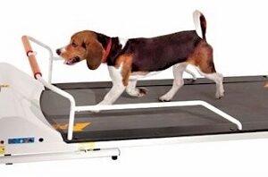 PetRun PR720F Dog Treadmill